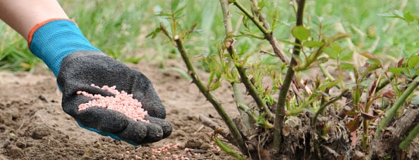5 tajni brige o ružama nakon zime