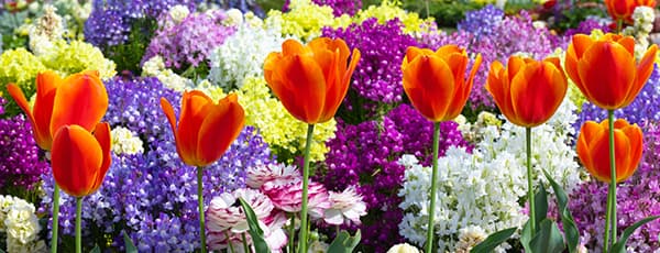 Cvjetni aranžmani od tulipana i narcisa