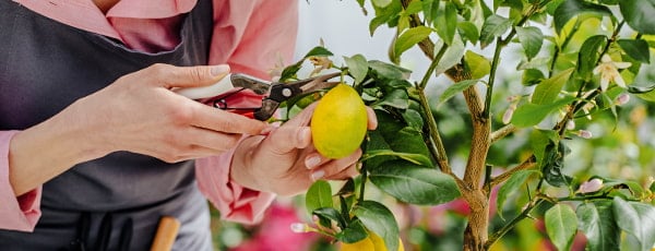 Domaći limun - izvor vitamina i osvježavajućeg okusa