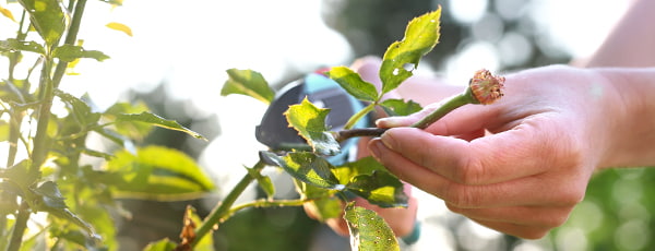 Kako njegovati ruže nakon što procvjetaju? - GrădinaMax Kako njegovati ruže nakon što procvjetaju?