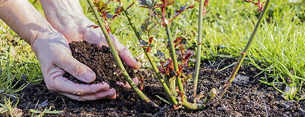 Kako saditi ruže u tlu - upute