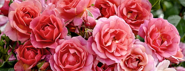 Kako se pravilno brinuti za Kordes sorte ruža - GrădinaMax Kako se pravilno brinuti za Kordes sorte ruža