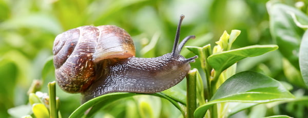 Kako se prirodnim sredstvima riješiti puževa?