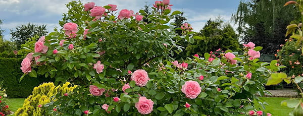 Kako stvoriti vlastiti vrt i pravilno ga održavati? - GrădinaMax Kako stvoriti vlastiti vrt i pravilno ga održavati?