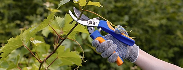 Korak po korak: pravila za sadnju vinove loze u proljeće