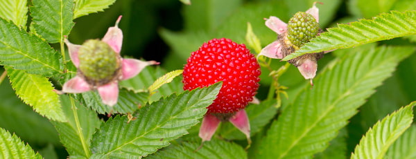 Malina-jagoda: pregled vrtnih rijetkosti