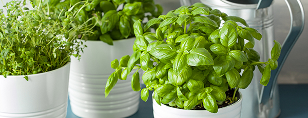 Mirisni začin na prozorskoj dasci: uzgoj bosiljka u posudi