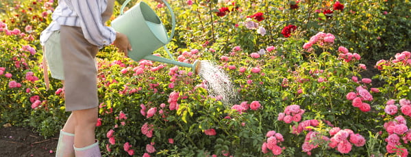 Njega ruža ljeti: tajne kontinuiranog cvjetanja - GrădinaMax Njega ruža ljeti: tajne kontinuiranog cvjetanja