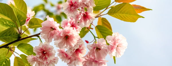 Otkrijte šarm japanske trešnje: kako njegovati ovu biljku da biste uživali u njenom bujnom cvatu?