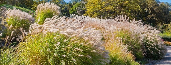 Pampas trava - upute za sadnju - GrădinaMax Pampas trava - upute za sadnju