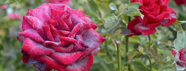 Pepelnica na ružama – kako spasiti biljke? - GrădinaMax Pepelnica na ružama – kako spasiti biljke?