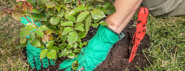 Prednosti i karakteristike jesenske sadnje ruža - GrădinaMax Prednosti i karakteristike jesenske sadnje ruža