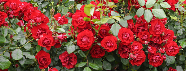 Proljetna njega ruža - GrădinaMax Proljetna njega ruža