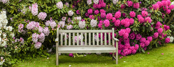 Što posaditi pored rododendrona?