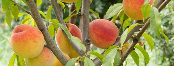 Stupaste voćke - nalaz za mali vrt!