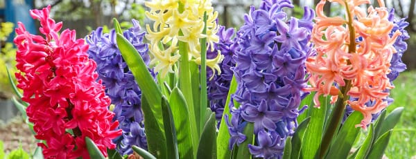 Svibanj u vrtu: što treba učiniti u svibnju u vrtu i voćnjaku?