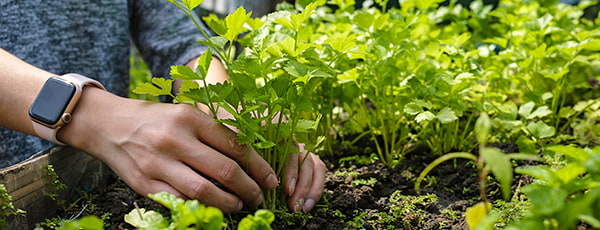 TOP 10 povrća koje čak i vrtlar početnik može uzgajati