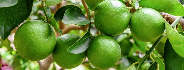 Tri dokazane metode uzgoja limuna na prozorskoj dasci