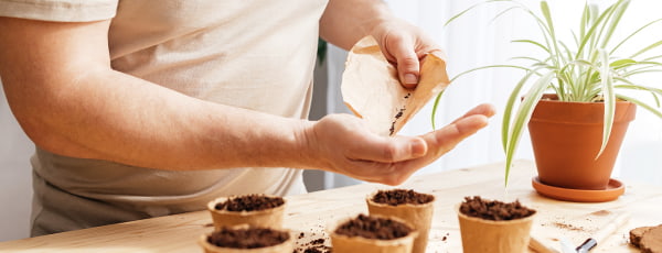 Uzgoj lavande u loncu od sjetve do odraslog grma