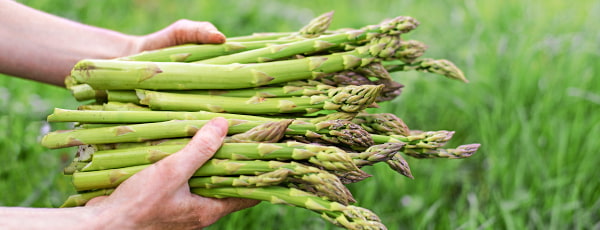 Uzgoj šparoga - sve što trebate znati