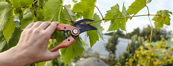 Vinova loza: tajne jesenske rezidbe i zimskog pokrivanja - GrădinaMax Vinova loza: tajne jesenske rezidbe i zimskog pokrivanja