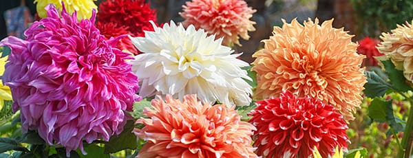 Višegodišnje cvijeće koje cvjeta u godini kad je posađeno