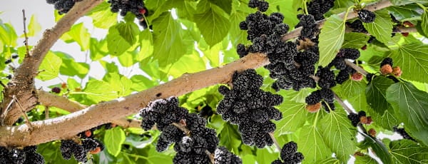 Zašto se isplati saditi dudove: prednosti, ljepota i izvrstan okus