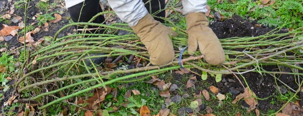 Zimska bajka za ruže: čime pokriti grmlje da se ne smrznu? - GrădinaMax Zimska bajka za ruže: čime pokriti grmlje da se ne smrznu?