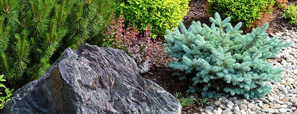 Zimzelena ljepotica: crnogorice za alpske kamenjare