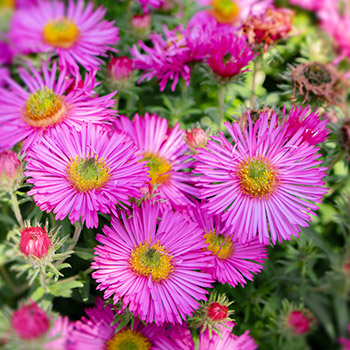 Aster nova-belgija