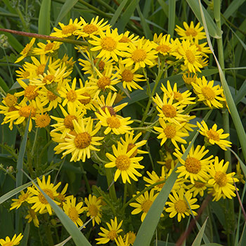 Cinerarija
