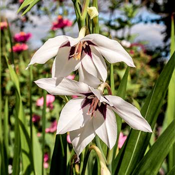 Gladiola stelate