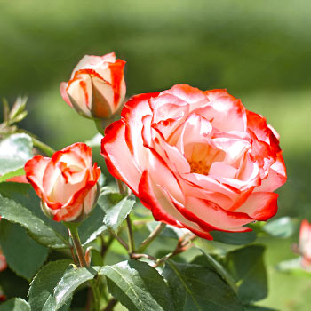 Hibridne čajne ruže