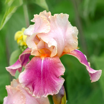Iris