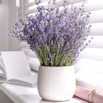 Lavanda