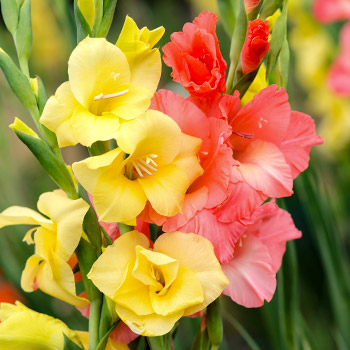 Mala gladiola