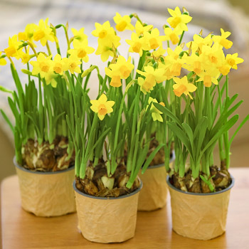Minijaturni narcis