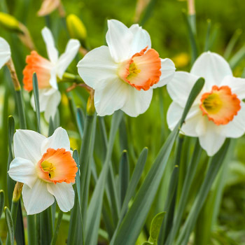 Narcissus grandiflora