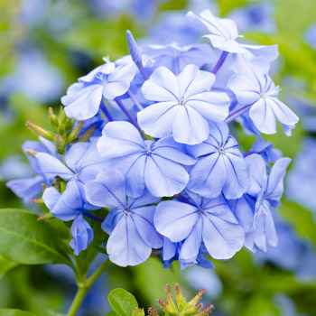 Olovnica (plumbago)