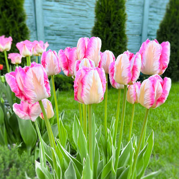 Parrot tulipani