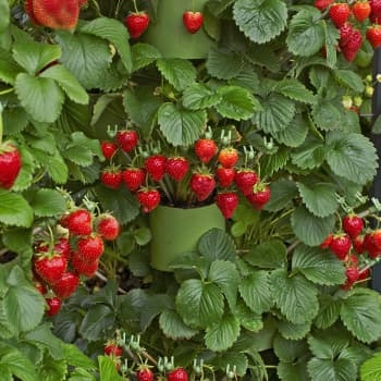 Ponavljajuće jagode