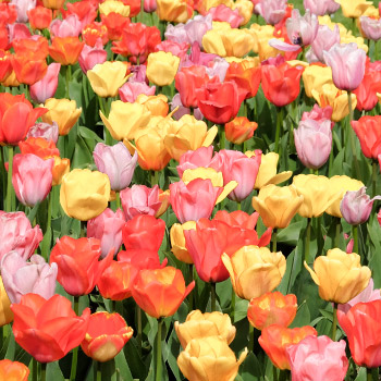 Triumph tulipani
