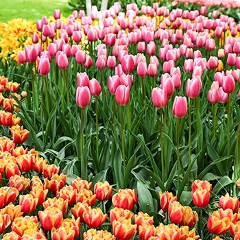 Tulipan