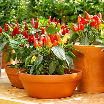 Ukrasna paprika