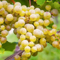 Grožđe Seyval Blanc, P9 slika 1 interface.art 7343