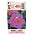 Hibridne čajevke Borneo Odore®, C5 interface.art interface.photo 4 Hibridne čajevke Borneo Odore®, C5 slika 4 interface.art 6157