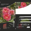 Ruže floribunda Designer Sunset ®, C3 slika 2 interface.art 4984