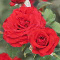 Ruže floribunda Carmine™ Vaza ®, С3 slika 1 interface.art 6171
