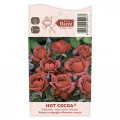 Ruže floribunda Hot Cocoa®, C5 slika 5 interface.art 5509