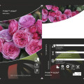 Ruže floribunda Pink Vaza ®, C3 slika 2 interface.art 5004
